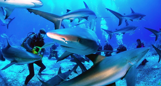 Diving with Sharks in the Great Barrier Reef