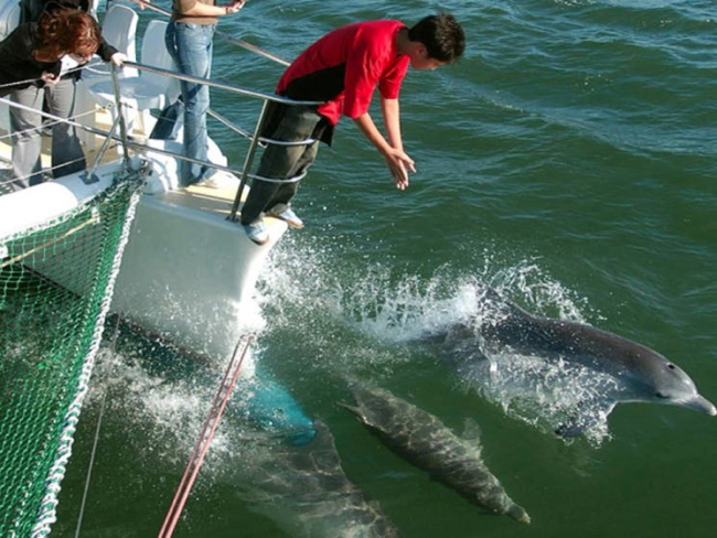 Dolphin Watching Cruise