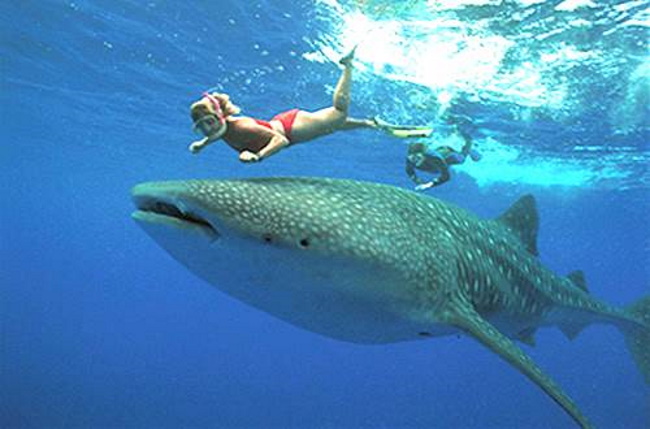 Swim with Whale Sharks