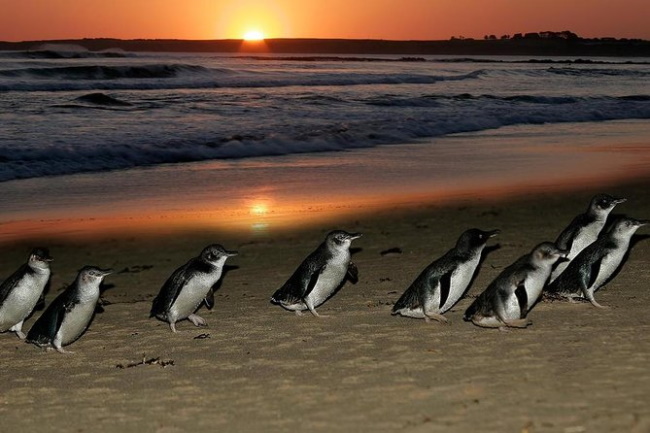Watch out Penguin Parade at Philip Island