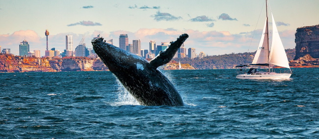 Whale Watching in Sydney and Gold Coast